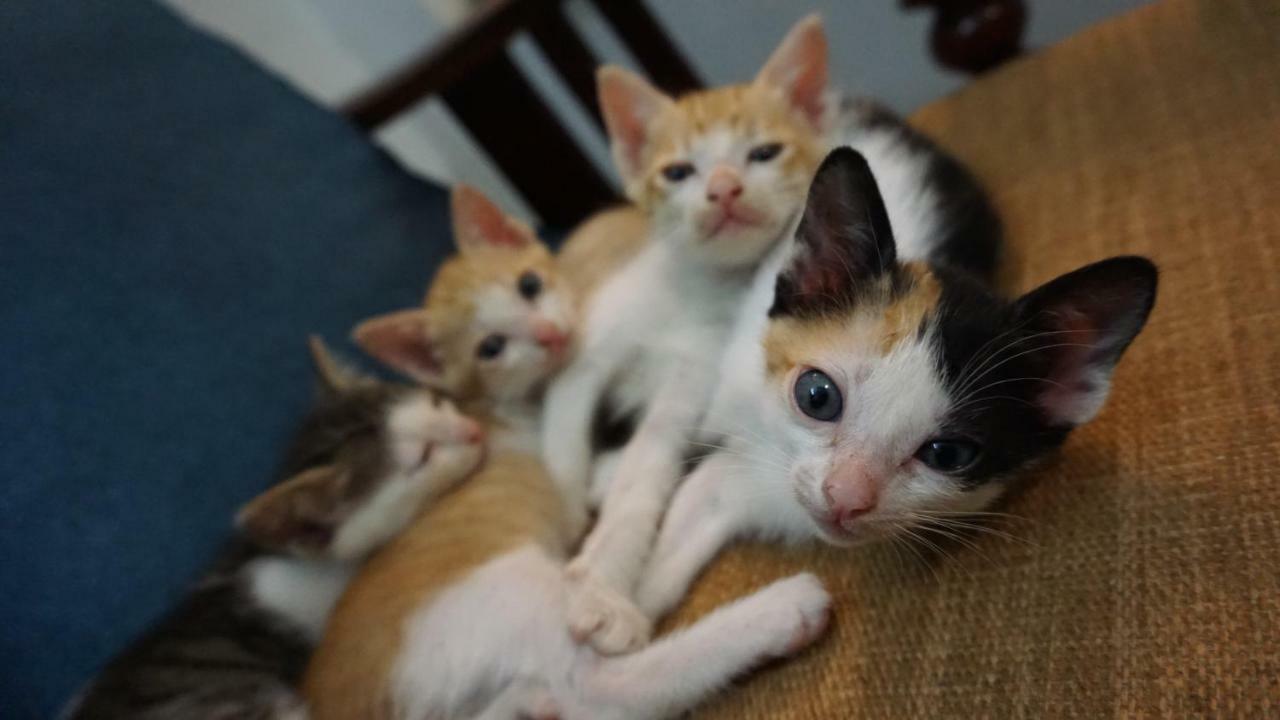 Nha Homestay 다낭 외부 사진